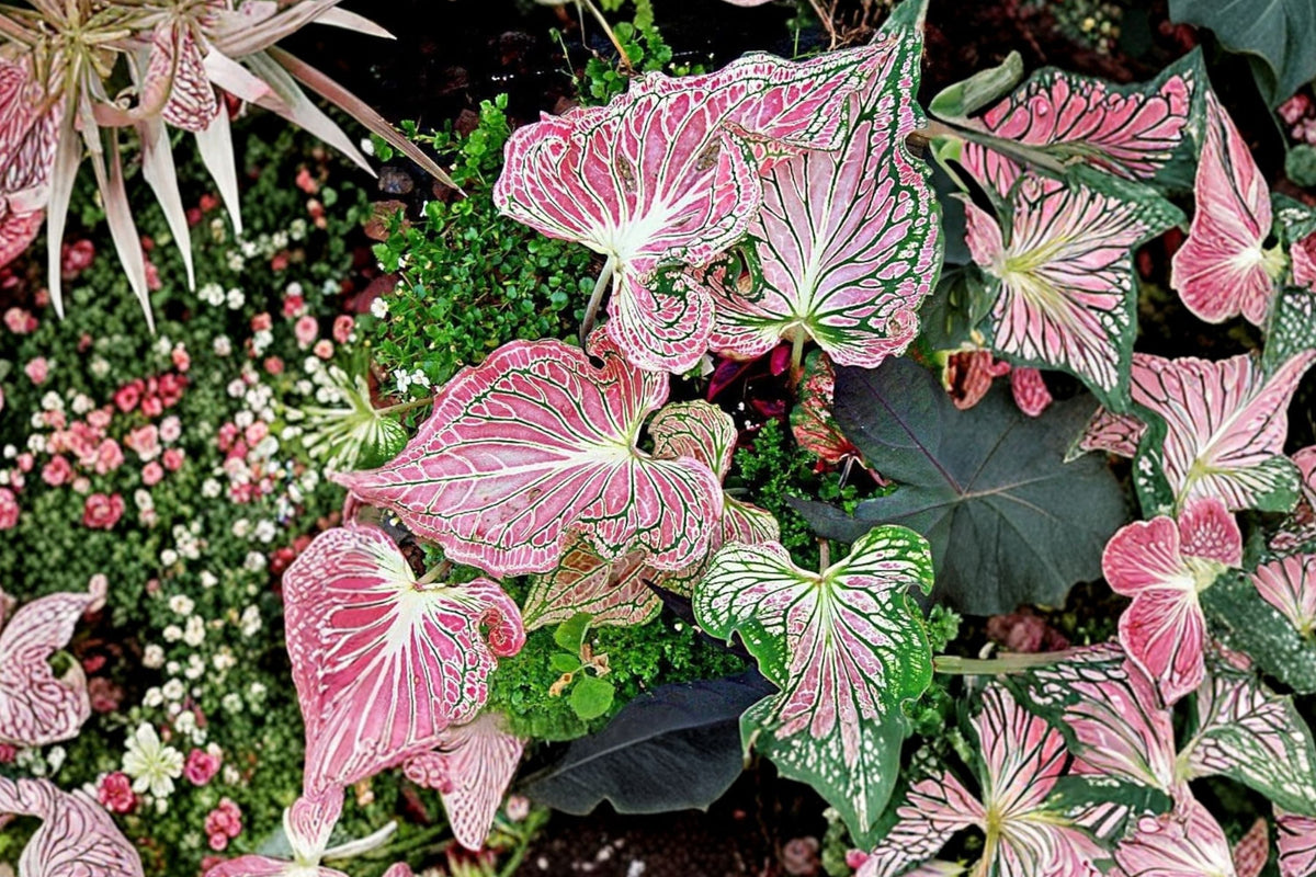 Thai Beauty Caladium – Live Rooted Aroid Plant (4-Inch Pot) Pink Green Translucent Foliage