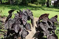 Black Ripple Colocasia Live Starter Plant - 3-Inch Pot (Ships Without Pot)