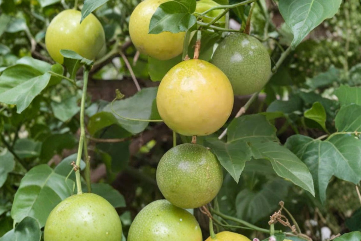 Yellow Passion Fruit Plants - Sweet Sunrise, Rooted Vines, 4–6 Inches, Starter Plants (Ships Without Pot)