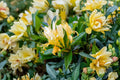 Fragrant Japanese Honeysuckle Lonicera japonica Live Vine - 2+ Year Well-Rooted Plant, 6+ Inches Tall