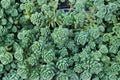 Corsican Stonecrop Sedum dasyphyllum - Live Succulent Plant (4 inch pot) - Low Growing Creeping Ground Cover