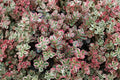 Sedum Spurium Tricolor - Live Succulent Plant (2-Inch Pot) Green Pink Variegated Stonecrop