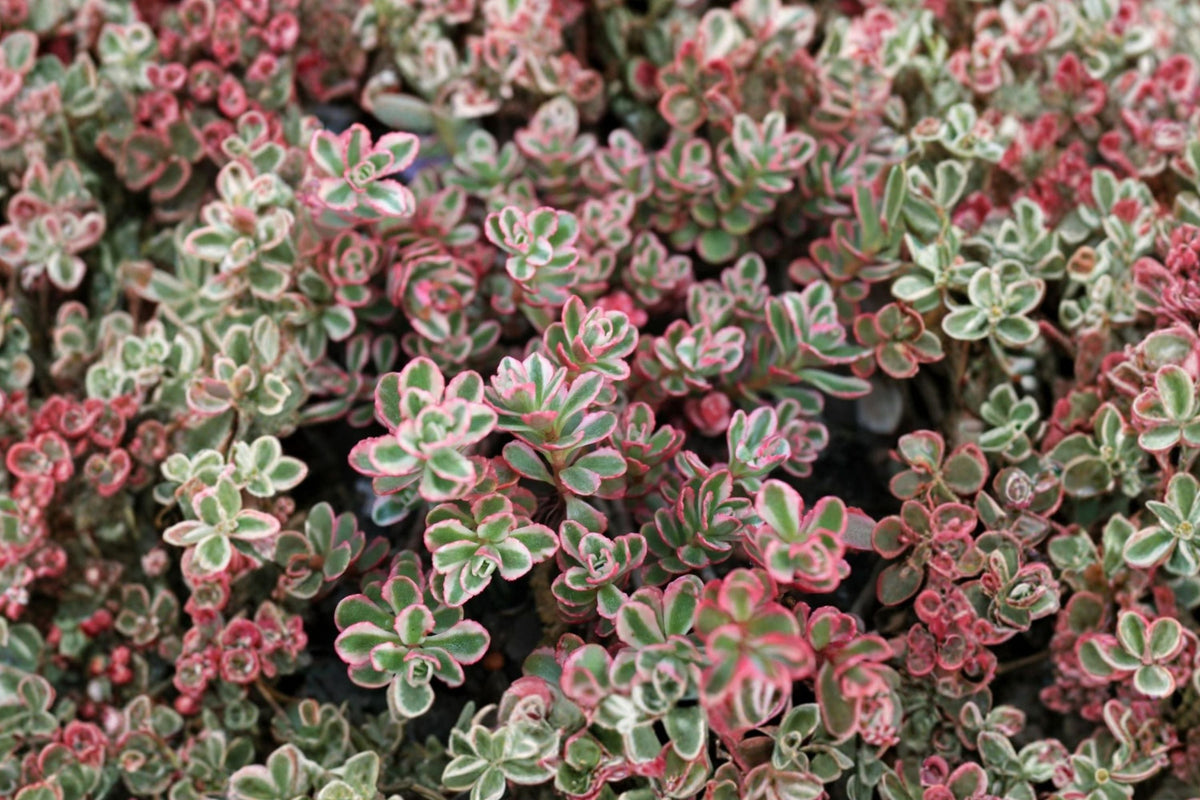 Sedum Spurium Tricolor - Live Succulent Plant (2-Inch Pot) Green Pink Variegated Stonecrop