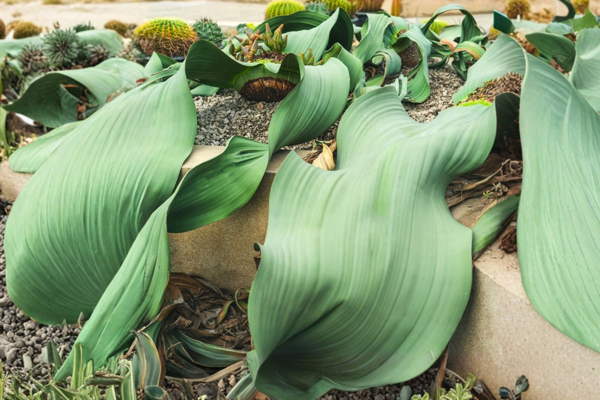 Welwitschia mirabilis Seed-Grown Live Plant | Rare Desert Living Fossil Collector Specimen
