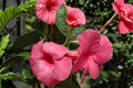 Mandevilla Alice Du Pont Pink Live Plant Plug - 3 Inch Starter Plant