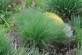Little Bluestem Grass Schizachyrium scoparium - Live Plant, 1 Gallon Pot, Bare Root Shipping, Hardy Native Ornamental Grass