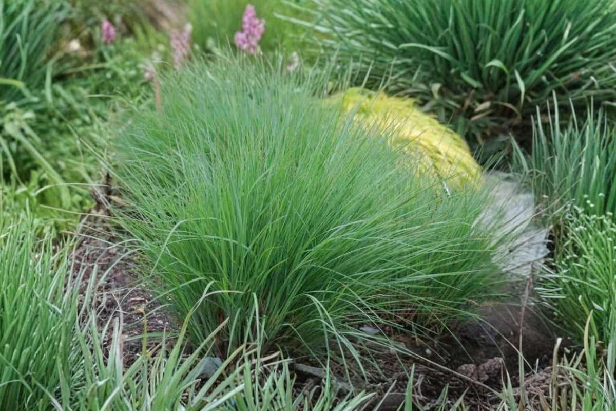 Little Bluestem Grass Schizachyrium scoparium - Live Plant, 1 Gallon Pot, Bare Root Shipping, Hardy Native Ornamental Grass