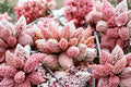 Adromischus Marianae Var. Herrei – Rare Bare-Root Live Multi-Head Cluster Succulent (2–2.5 in) Purple Burgundy