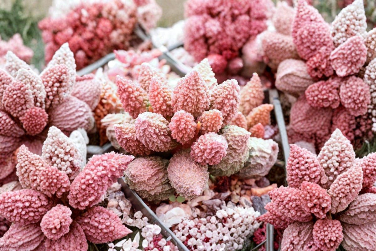 Adromischus Marianae Var. Herrei – Rare Bare-Root Live Multi-Head Cluster Succulent (2–2.5 in) Purple Burgundy
