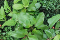 Kalanchoe Prolifera Live Succulent Plant - 6" Tall, 4" Wide, Potted