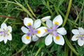 White African Iris Fortnight Lily Dietes iridioides - Live Young Plant (Evergreen Perennial)