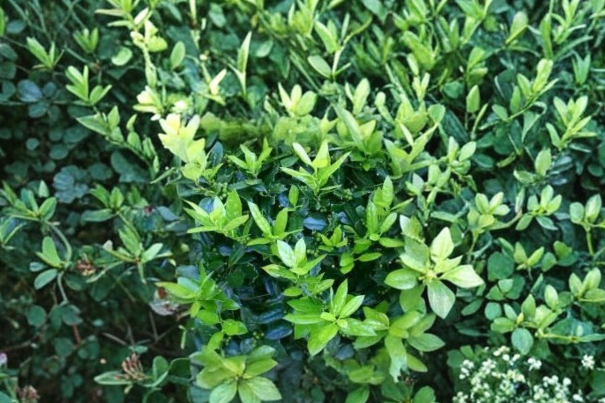 4 Dwarf Holly Live Plants - Small Evergreen Shrubs in 3-Inch Pots