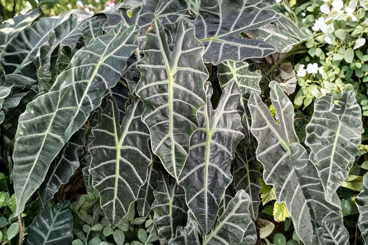 Alocasia Dwarf Amazonica - Live African Mask Plant, 4-Inch Pot