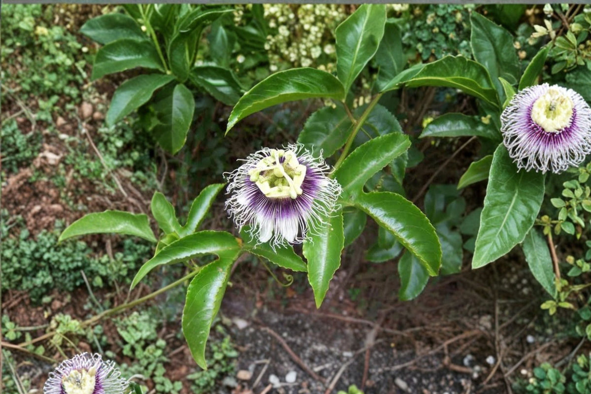 Purple Passion Fruit Passiflora edulis Live Plant - 12 Inches Tall, 4 Inch Pot
