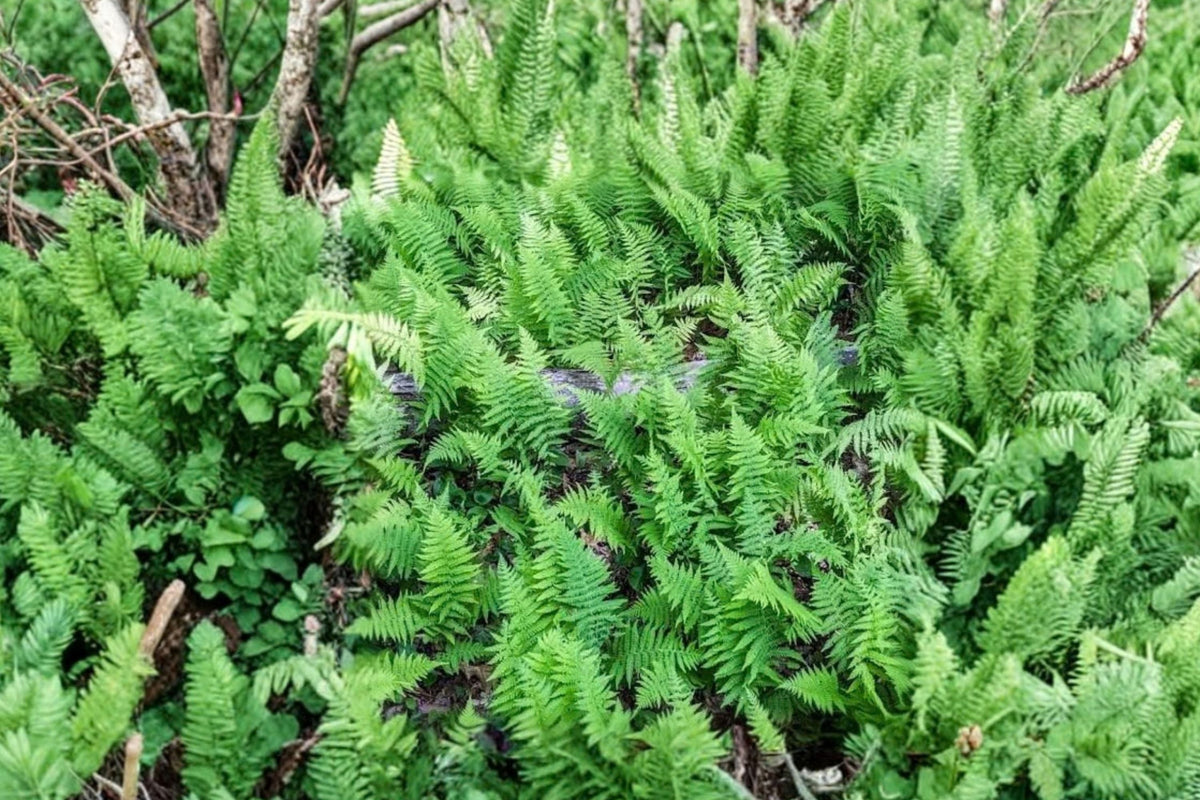 Deep Shade Fern Live Plants - 3 In Pots | Shade Loving Fern Seedlings