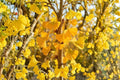 Ginkgo Biloba Live Plants - 2 Large Growing Trees in 6-Inch Pots