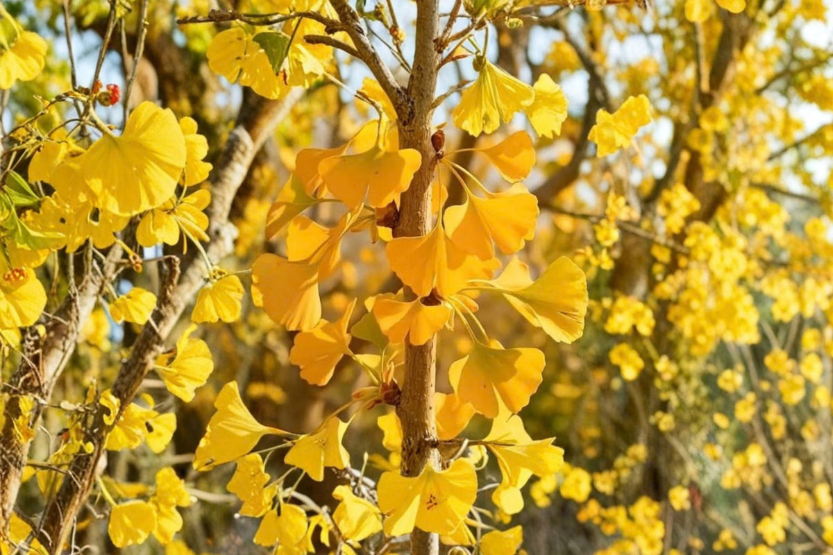 Ginkgo Biloba Live Plants - 2 Large Growing Trees in 6-Inch Pots