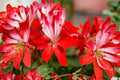 Geranium Pelargonium Fireworks – 3 Live Unrooted Cuttings, 6-Inch, Red-Flowering Perennial
