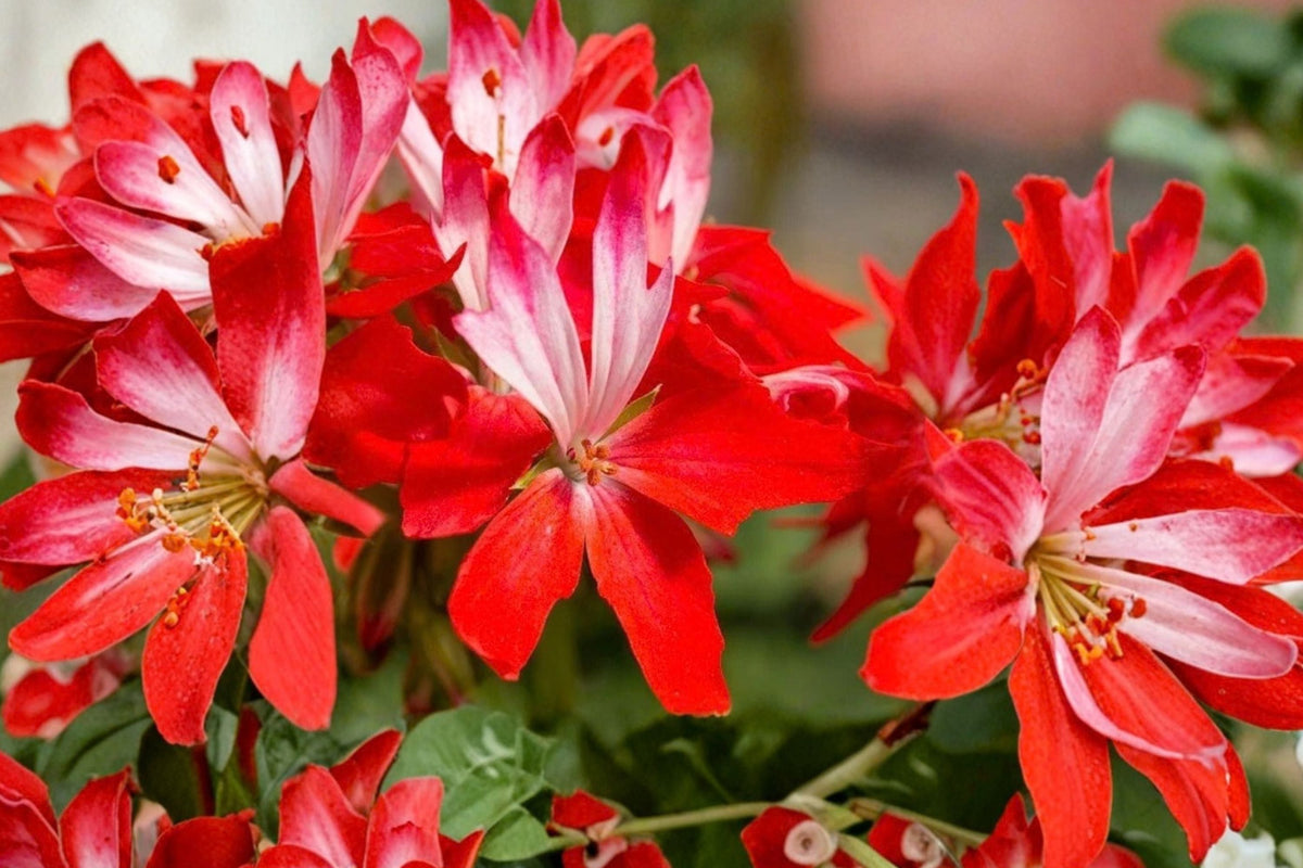 Geranium Pelargonium Fireworks – 3 Live Unrooted Cuttings, 6-Inch, Red-Flowering Perennial