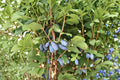 Indigo Gem & Indigo Treat Honeyberry (Lonicera caerulea) - 2 Live 3-Year-Old Plants, Gallon Grown