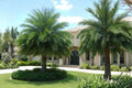 Phoenix Sylvestris Sylvester Date Palm - Live Baby Palm Plant (Cold Hardy Tropical Palm)