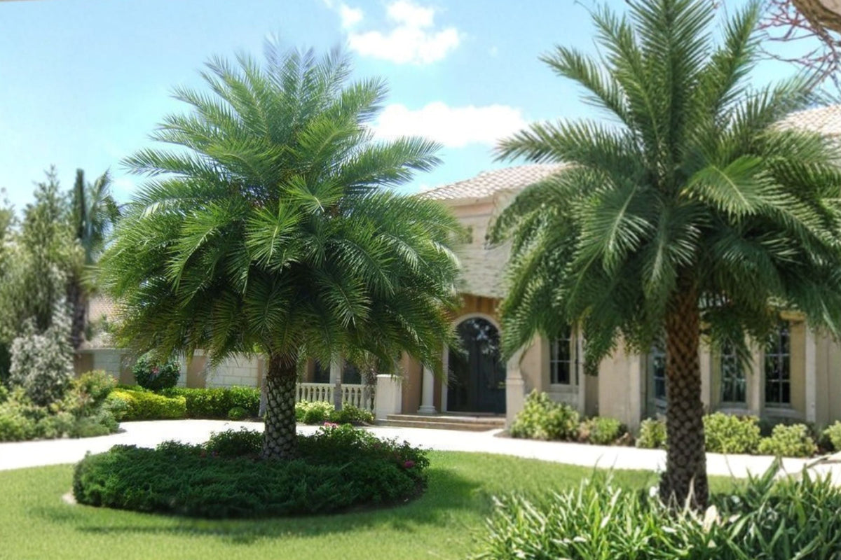 Phoenix Sylvestris Sylvester Date Palm - Live Baby Palm Plant (Cold Hardy Tropical Palm)