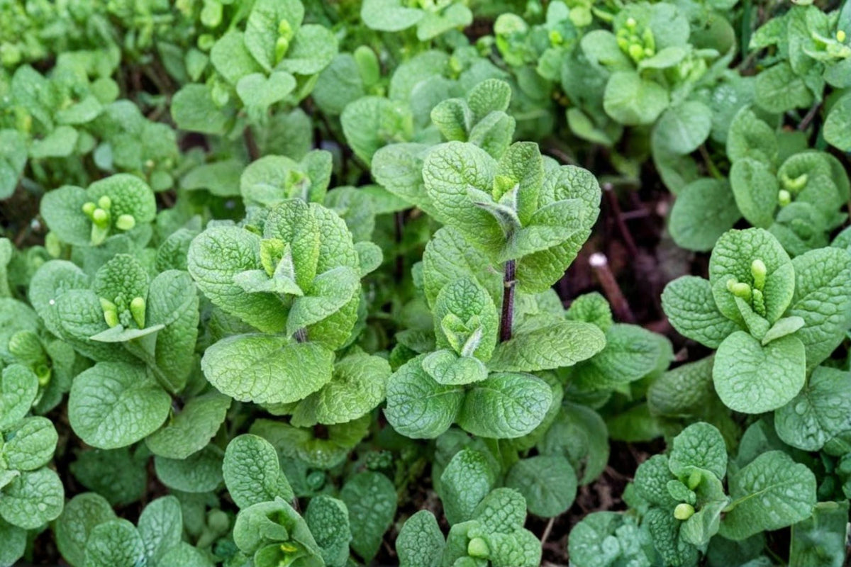 Mojito Mint Live Plants (Cuban Mint) – 3-6 in Tall, Edible Aromatic Starter Plants