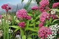 Red Swamp Milkweed Live Starter Plants - Asclepias, 3-8 in tall, 4 pots