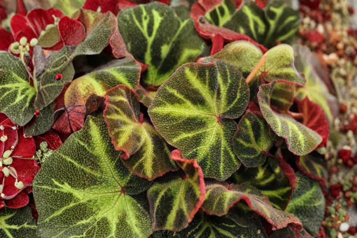 Begonia Soli-Mutata Leaf Cut – Live Tropical Begonia Plant, Potted Broadleaf Houseplant