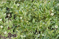 Myrtus Communis Compacta Dwarf Myrtle Live Plant - 1 Gallon, No Pot
