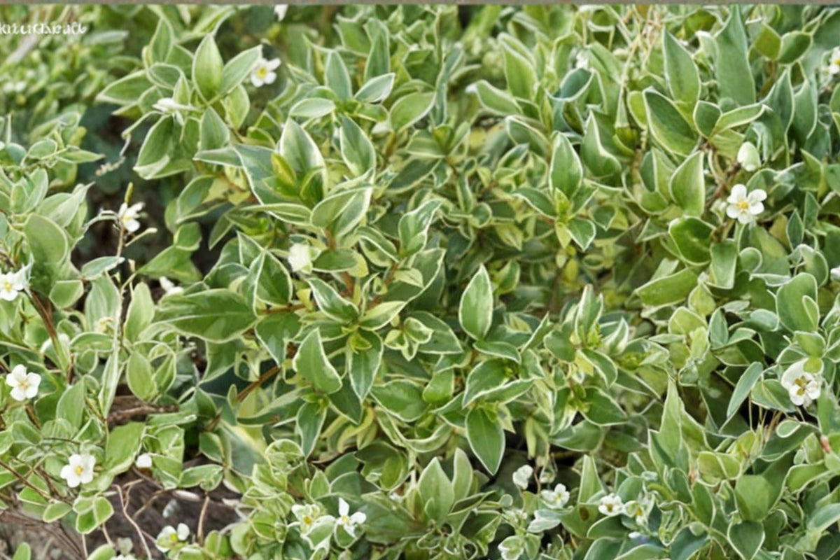 Myrtus Communis Compacta Dwarf Myrtle Live Plant - 1 Gallon, No Pot