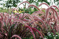 Purple Pennisetum Fountain Grass – Live Ornamental Grass, 5-8 Inch Tall, Burgundy Purple Foliage (No Pot)