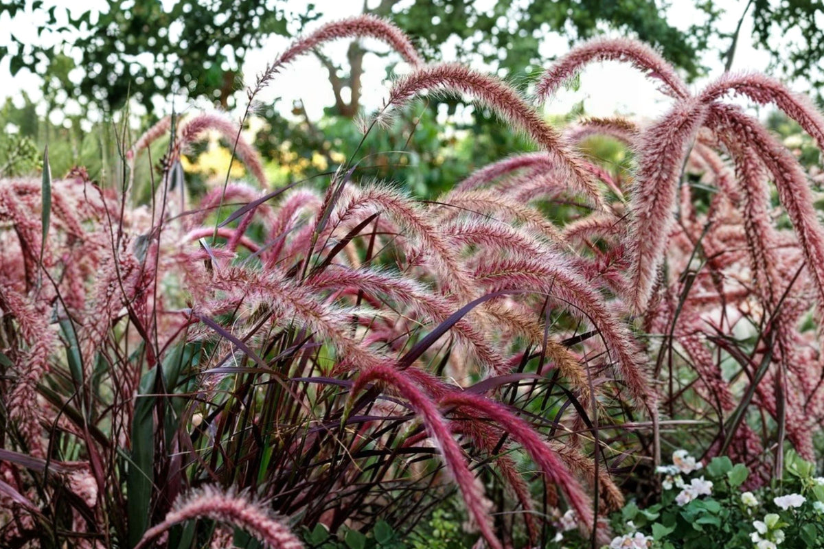 Purple Pennisetum Fountain Grass – Live Ornamental Grass, 5-8 Inch Tall, Burgundy Purple Foliage (No Pot)