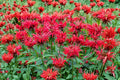 Monarda Bee Balm Live Plants - 5 Mixed Color Bergamot Perennials