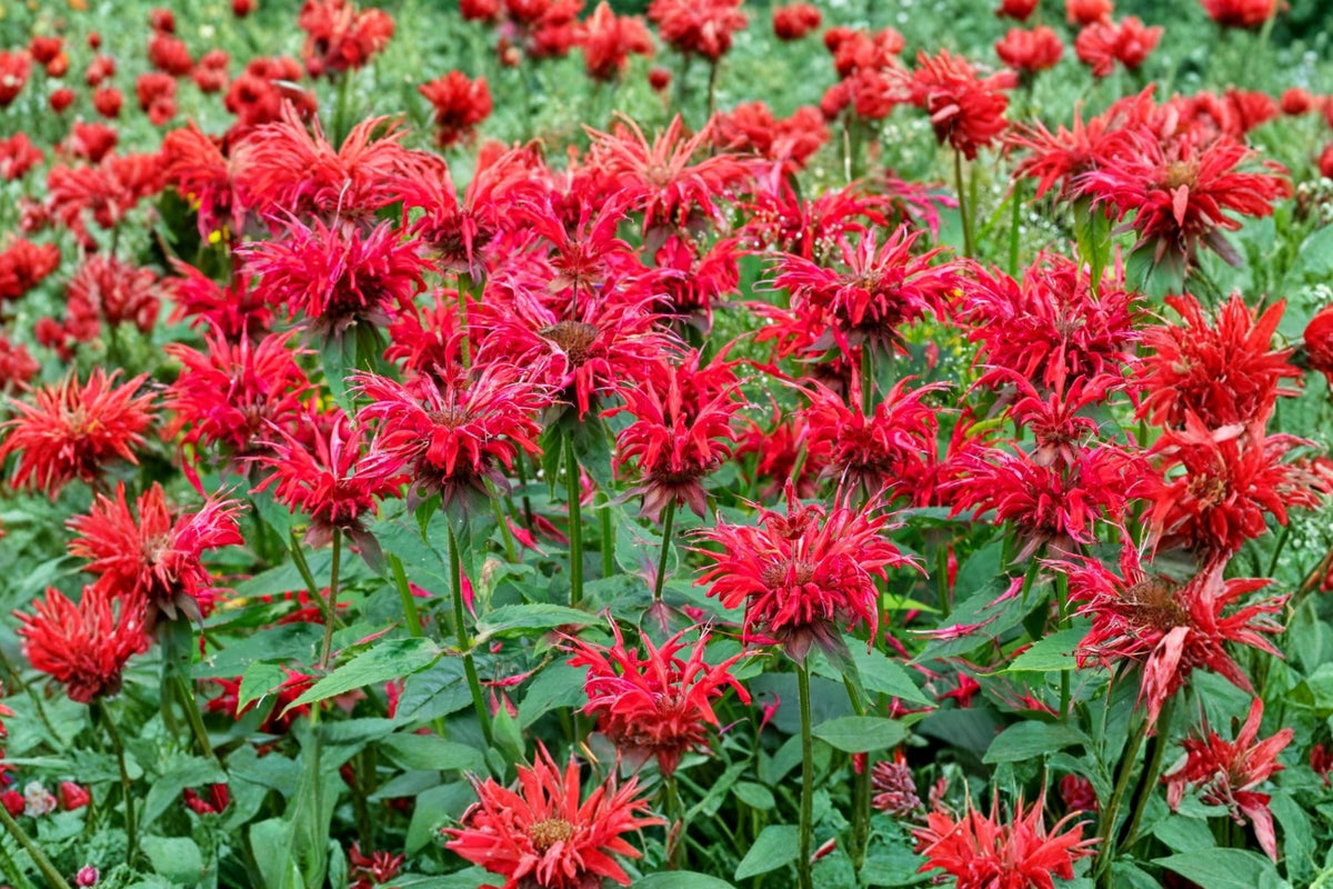 Monarda Bee Balm Live Plants - 5 Mixed Color Bergamot Perennials