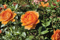 Tangerine Skies Climbing Rose - Live Starter Plant in 4-Inch Pot