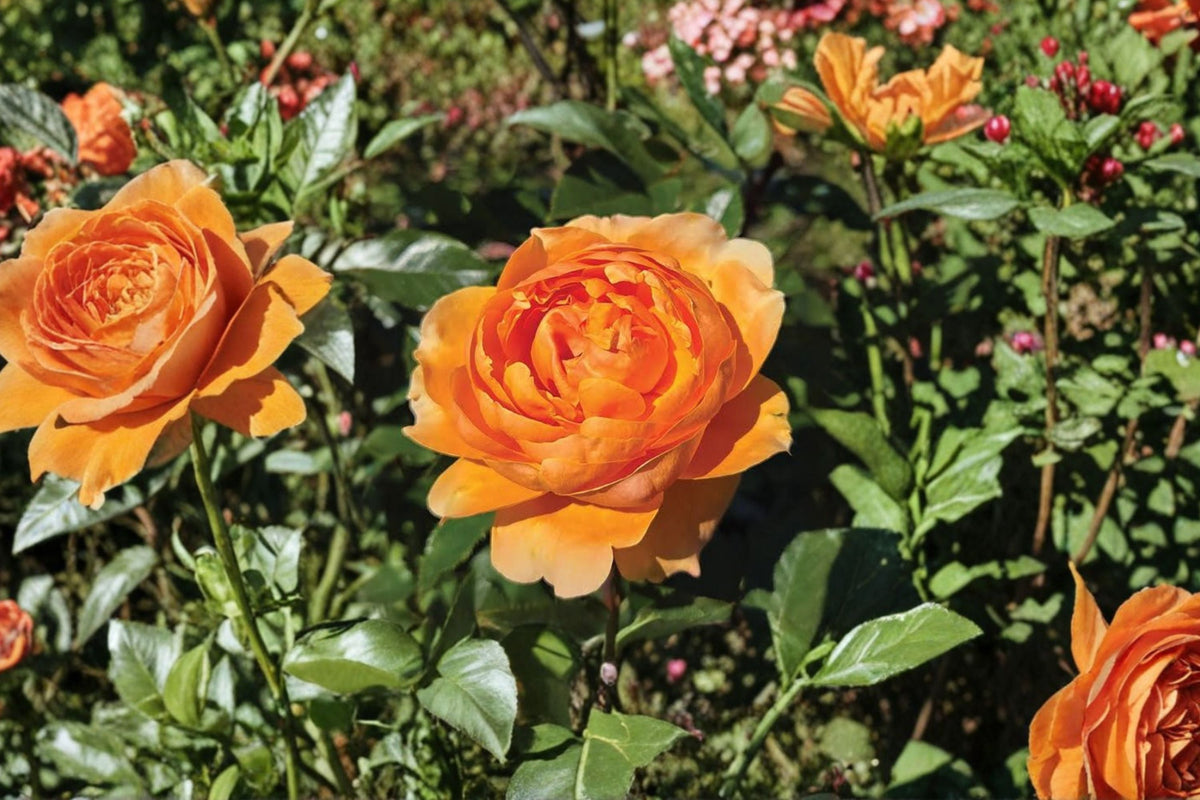 Tangerine Skies Climbing Rose - Live Starter Plant in 4-Inch Pot
