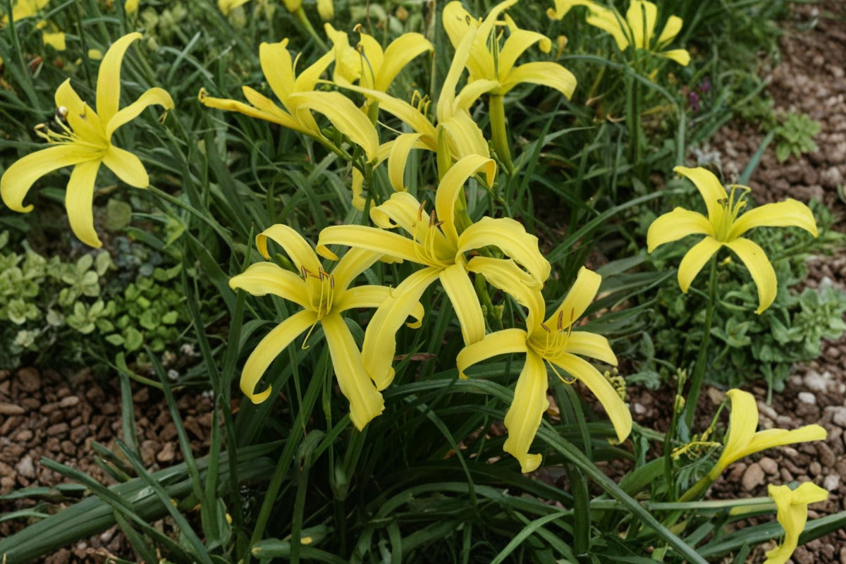 Hemerocallis Kindly Light Daylily – Bare Root Live Plant, Bright Yellow Spider Daylily