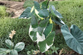 Colocasia Xanthosoma Variegated Live Elephant Ear Plant - Approx. 4 Inch Tall | Rare Variegated Aroid
