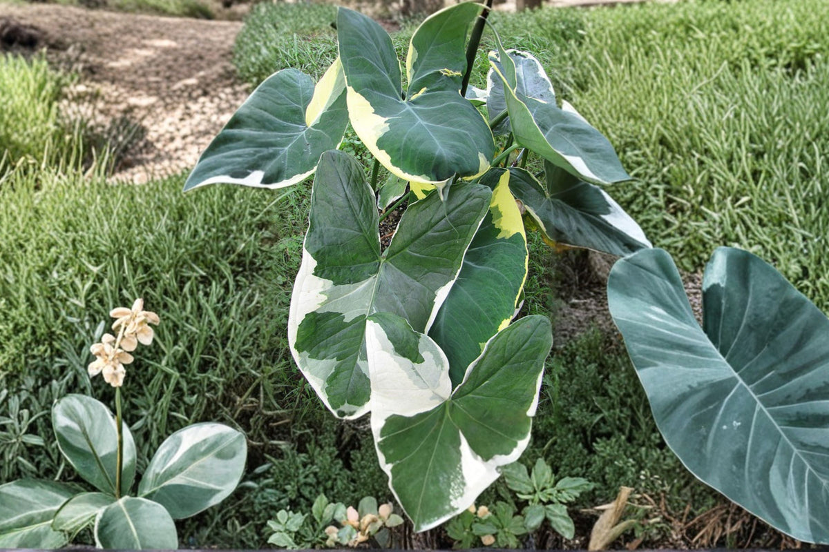 Colocasia Xanthosoma Variegated Live Elephant Ear Plant - Approx. 4 Inch Tall | Rare Variegated Aroid