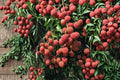 Sweetheart Lychee Tree - Live Tropical Fruit Plant, Approx. 2 Ft Tall, 3 Gallon Pot