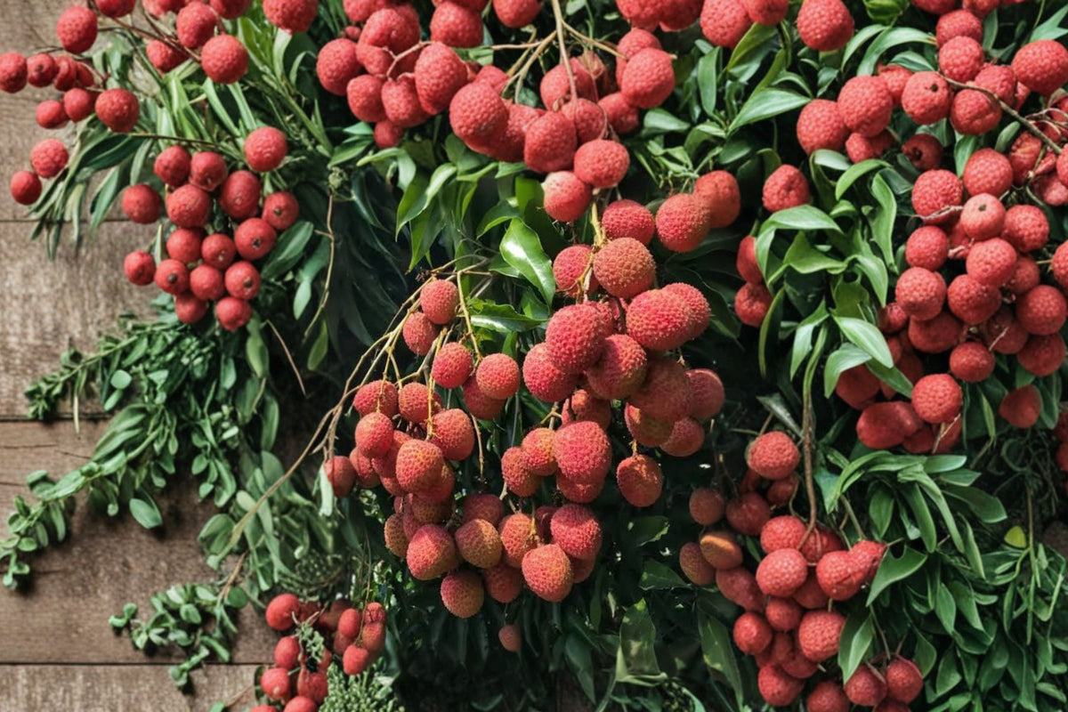 Sweetheart Lychee Tree - Live Tropical Fruit Plant, Approx. 2 Ft Tall, 3 Gallon Pot