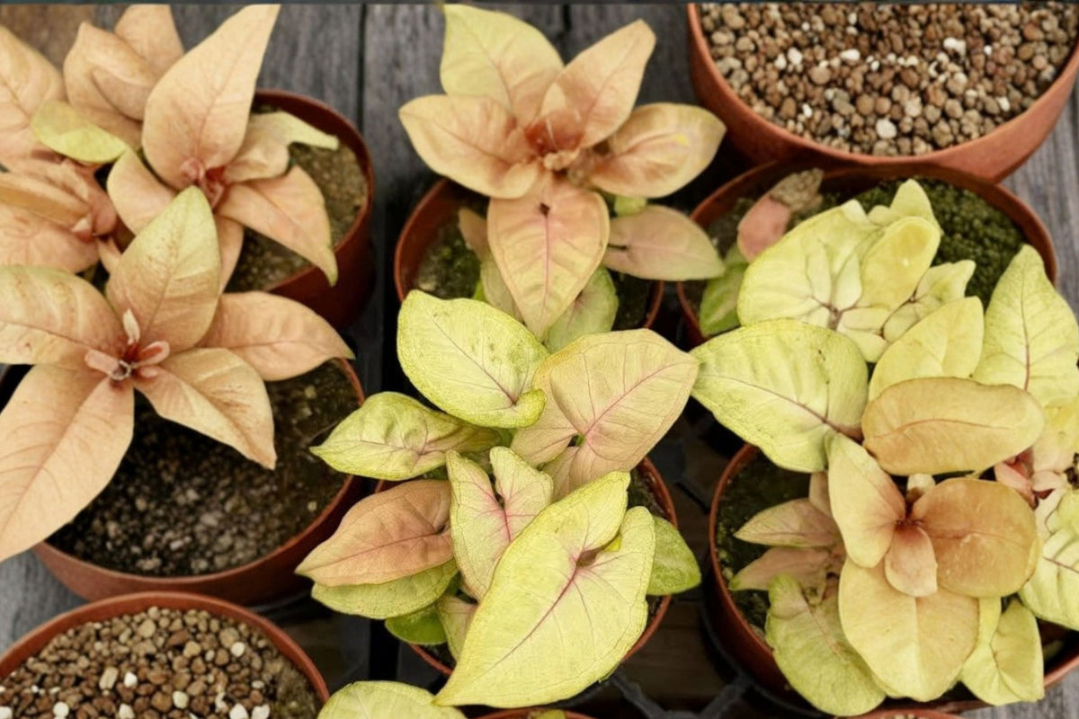 Syngonium Live Plant – 4 Inch Tropical Arrowhead Vine | Easy-Care Indoor Foliage