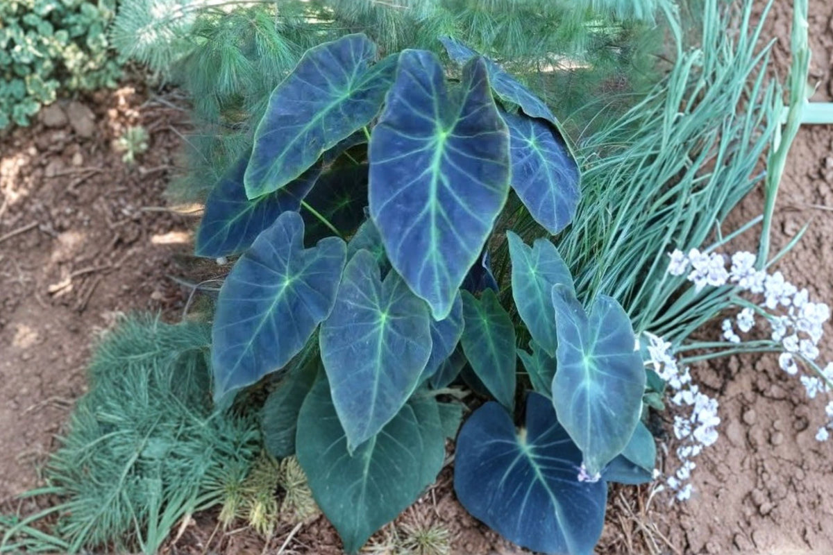 Illustris Colocasia Live Plant - 3-Inch Pot, Dark Elephant Ear Starter Plant (Ships Without Pot)