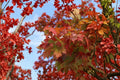 Autumn Blaze Maple Live Tree – 1–2 ft Tall, 1-Quart Pot, Fast-Growing Acer Shade Tree