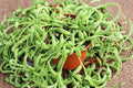 String of Bananas Live Succulent (Senecio Radicans) – 4-Inch Potted Trailing Plant