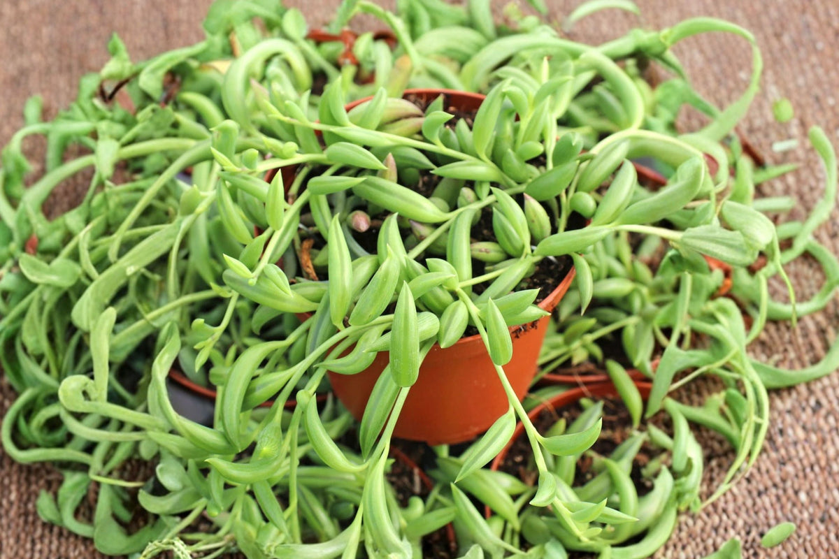 String of Bananas Live Succulent (Senecio Radicans) – 4-Inch Potted Trailing Plant