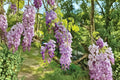 Purple Wisteria Sinensis Live Plant – 6–12 in Tall, 2.5 in Pot, Cold Hardy Flowering Vine