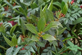 Sweet Bay Laurel Live Plant - Laurus nobilis | Rooted Bay Leaf Plant (Ships Without Pot)