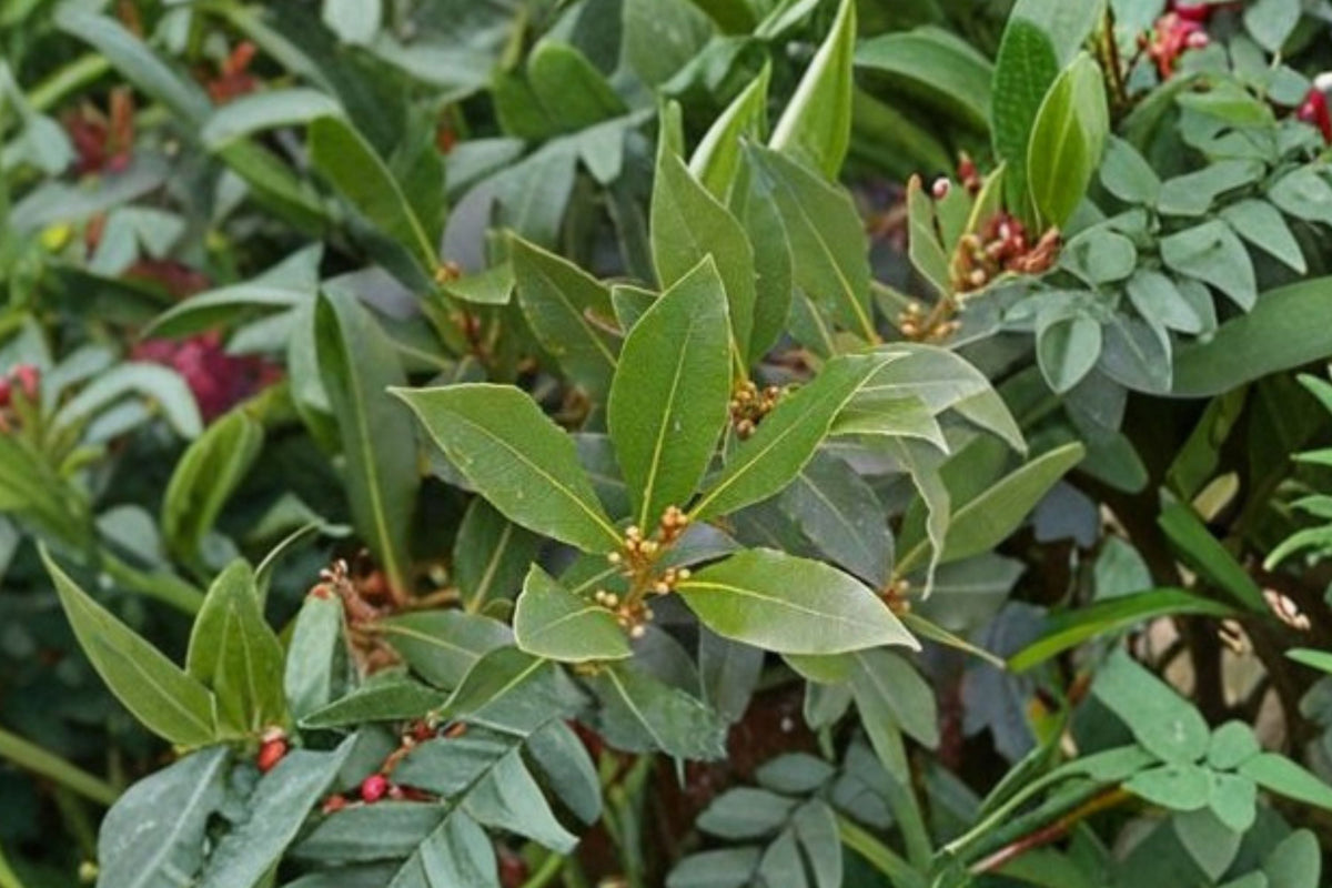 Sweet Bay Laurel Live Plant - Laurus nobilis | Rooted Bay Leaf Plant (Ships Without Pot)